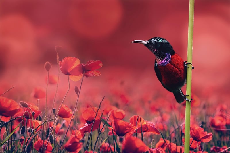 Fantasy Botanical Concepts