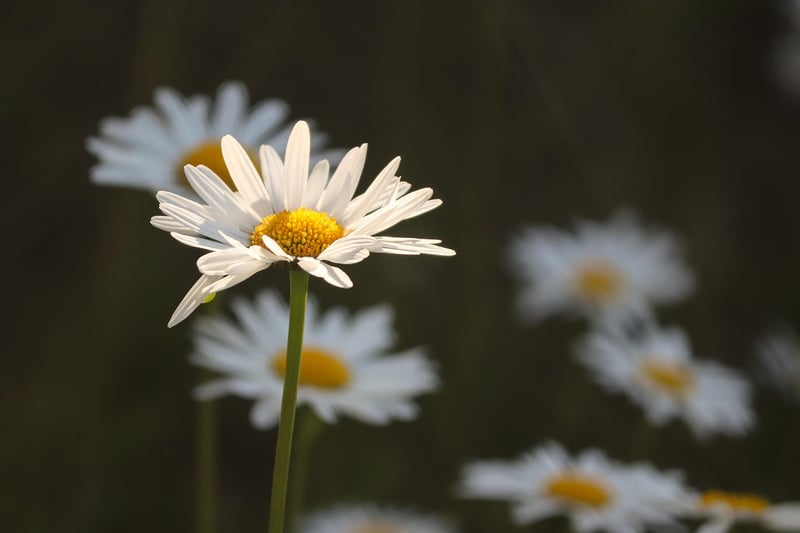Imaginary Meadows