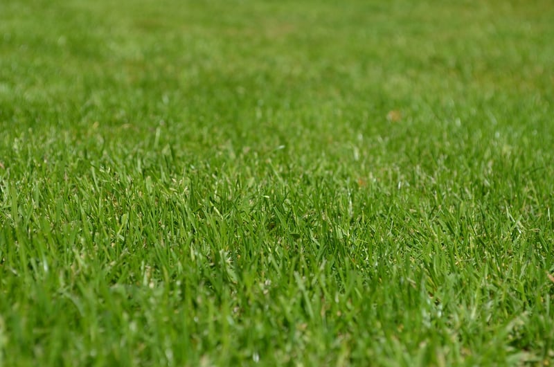 Magic Greenery