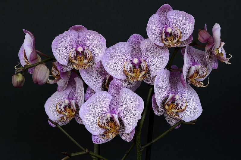 Dragon's Breath Orchid