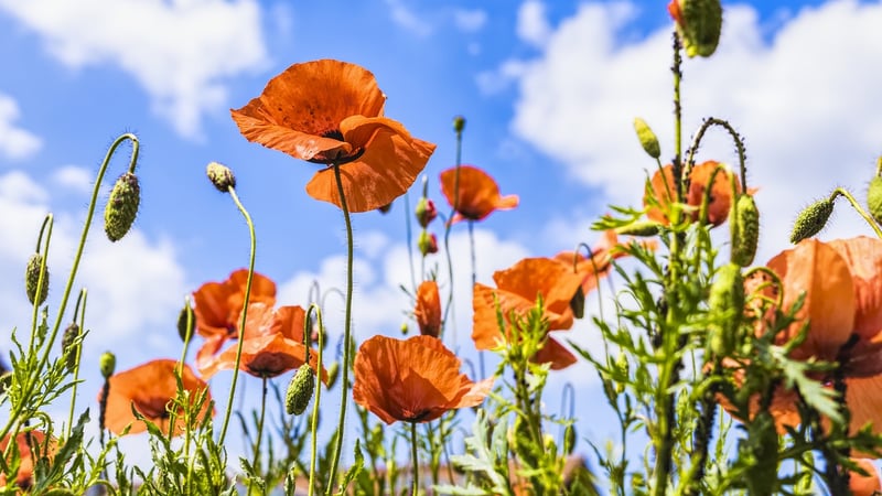 Wildflower Meadow